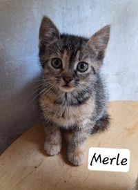 Merle ist eine kleine Fundkatze ca. 7 Wochen alt und sucht ab dem 10.07.2024 ein neues Zuhause mit späterem Freigang.