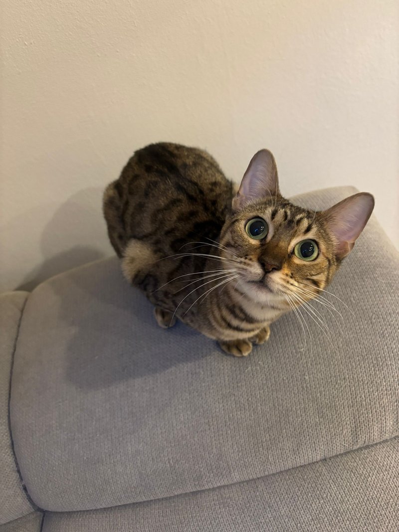 Maya