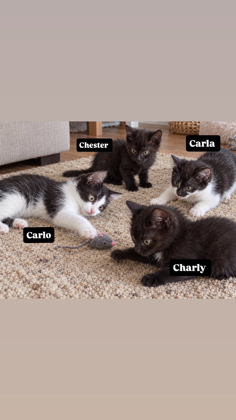 Chester, Carlo, Carla & Charly