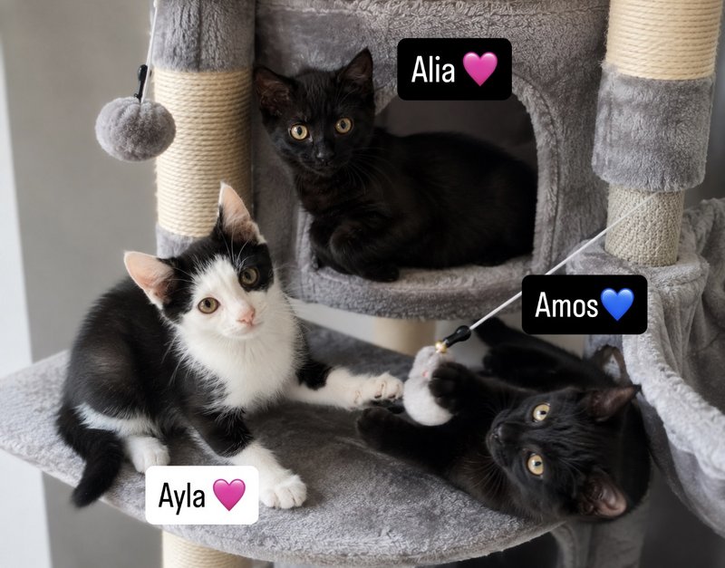 Ayla,Alia & Amos