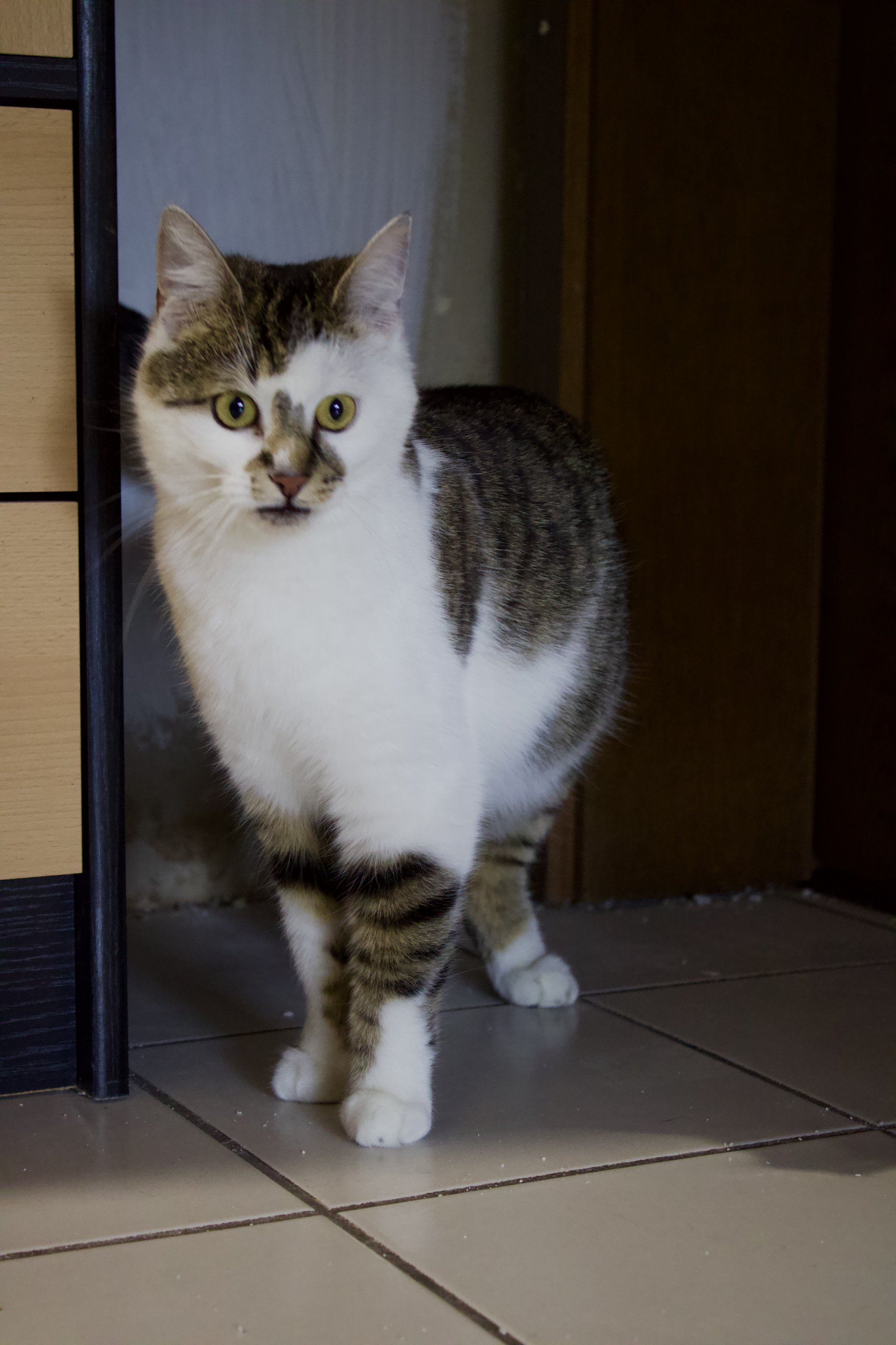 Amalia
