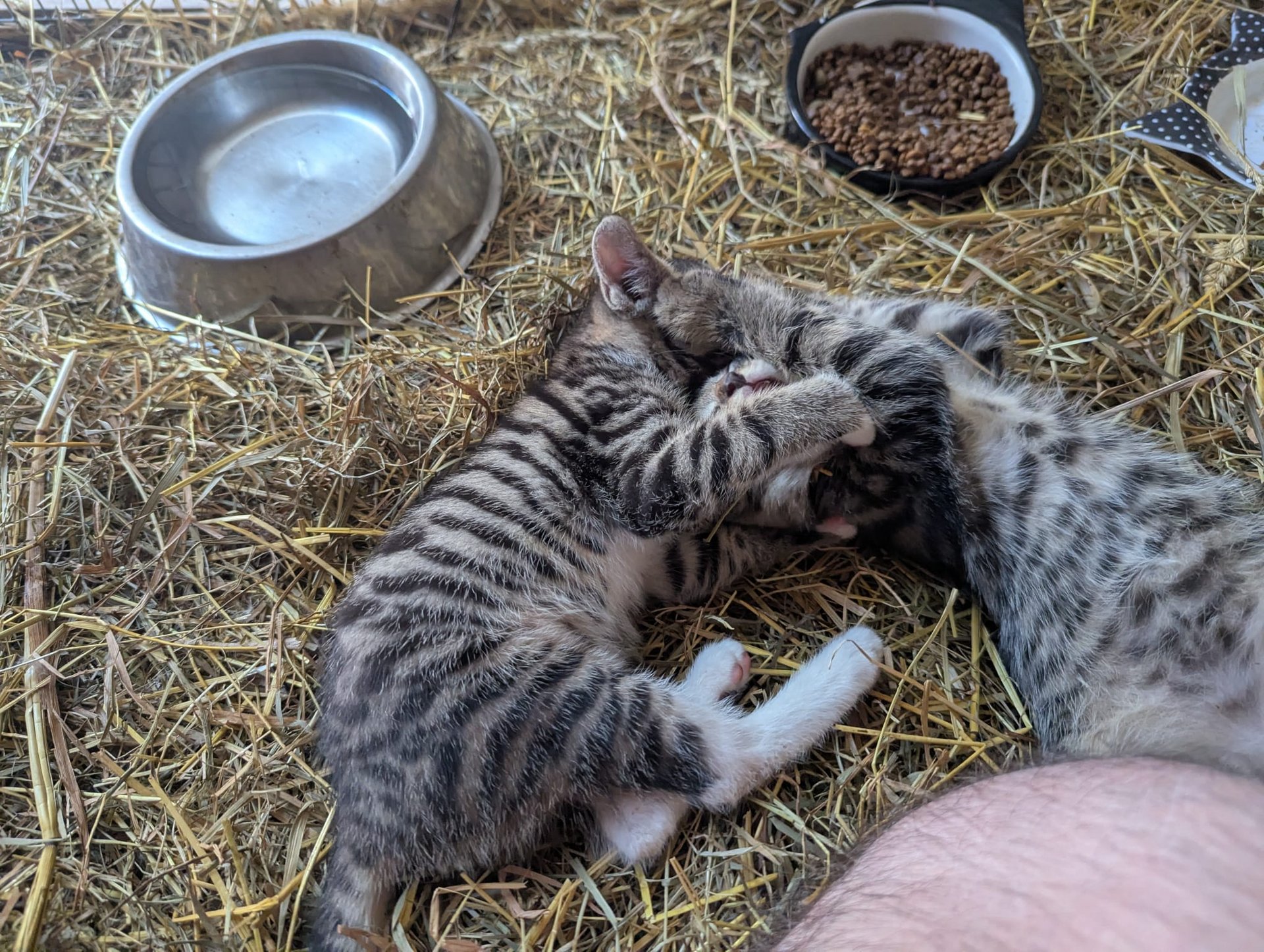 4 Kitten