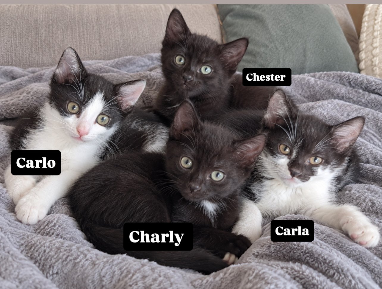 Chester, Carlo, Carla & Charly
