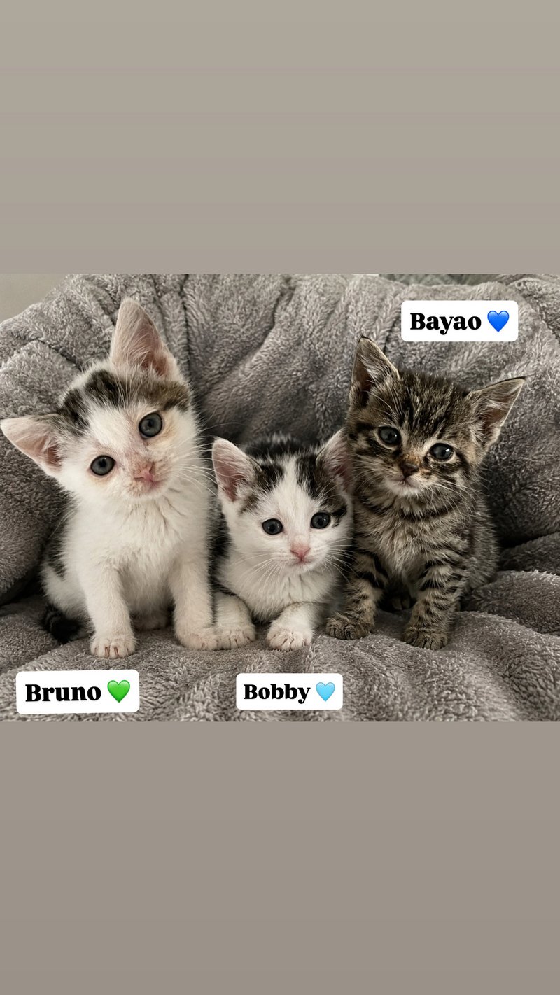 Bobby, Bruno & Bayao