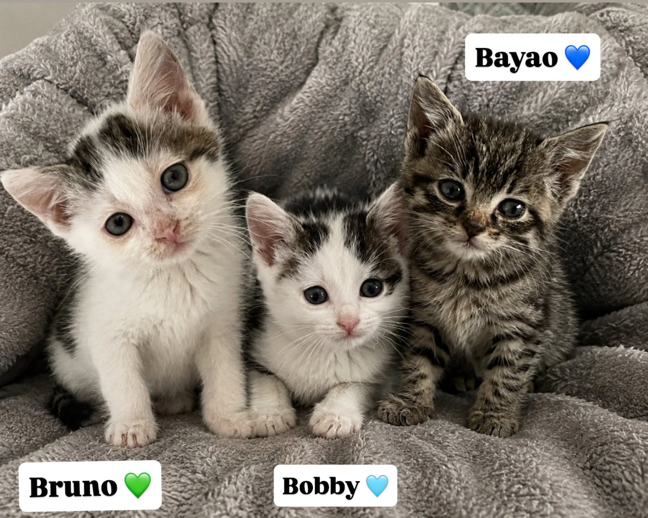 Bobby, Bruno & Bayao