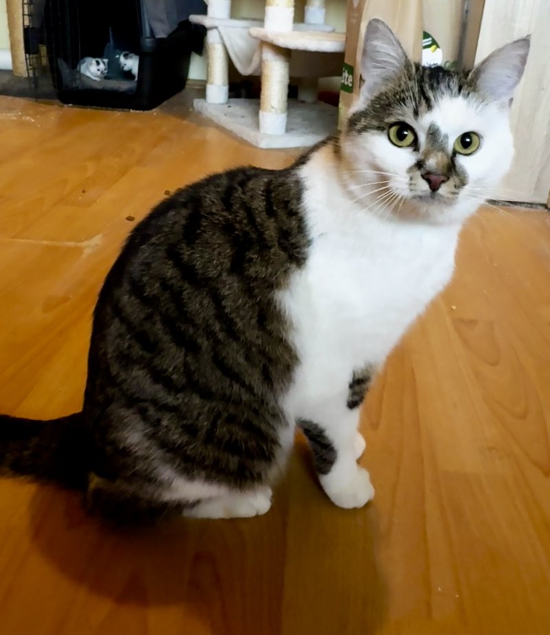 Amalia
