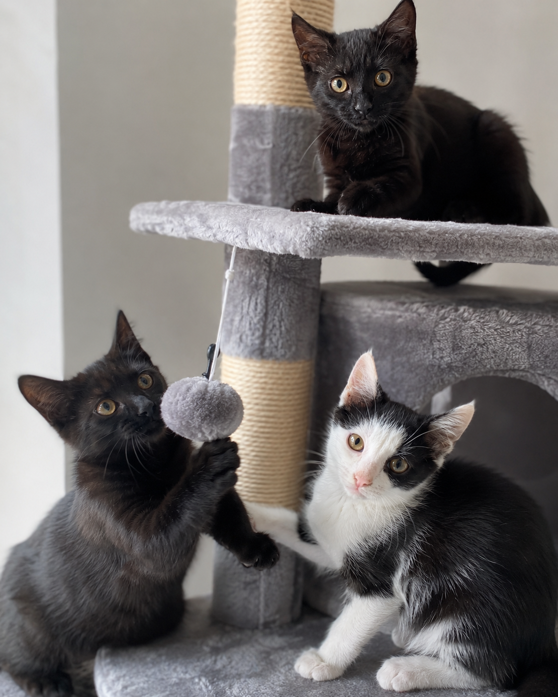 Ayla,Alia & Amos