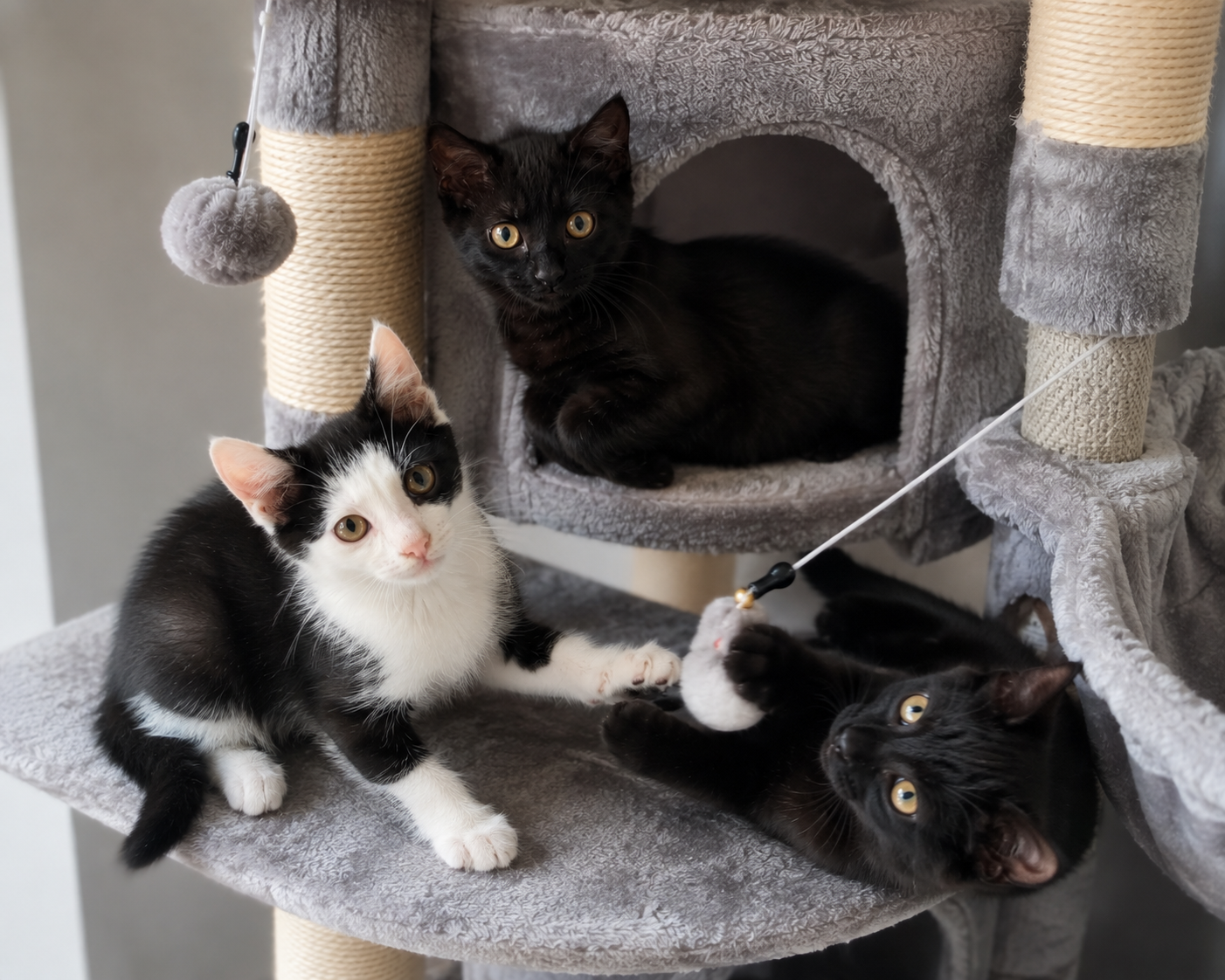 Ayla,Alia & Amos