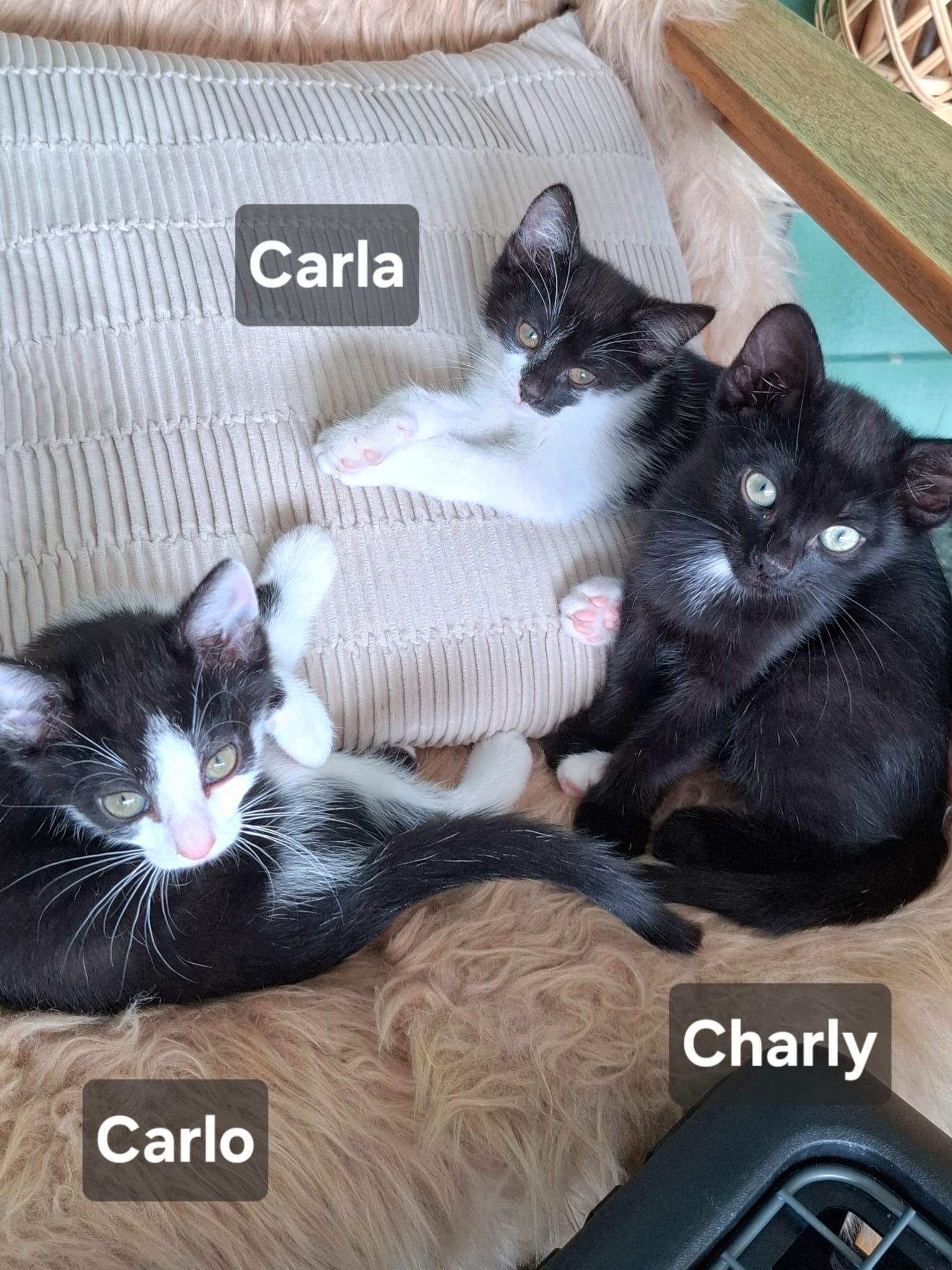 Chester, Carlo, Carla & Charly