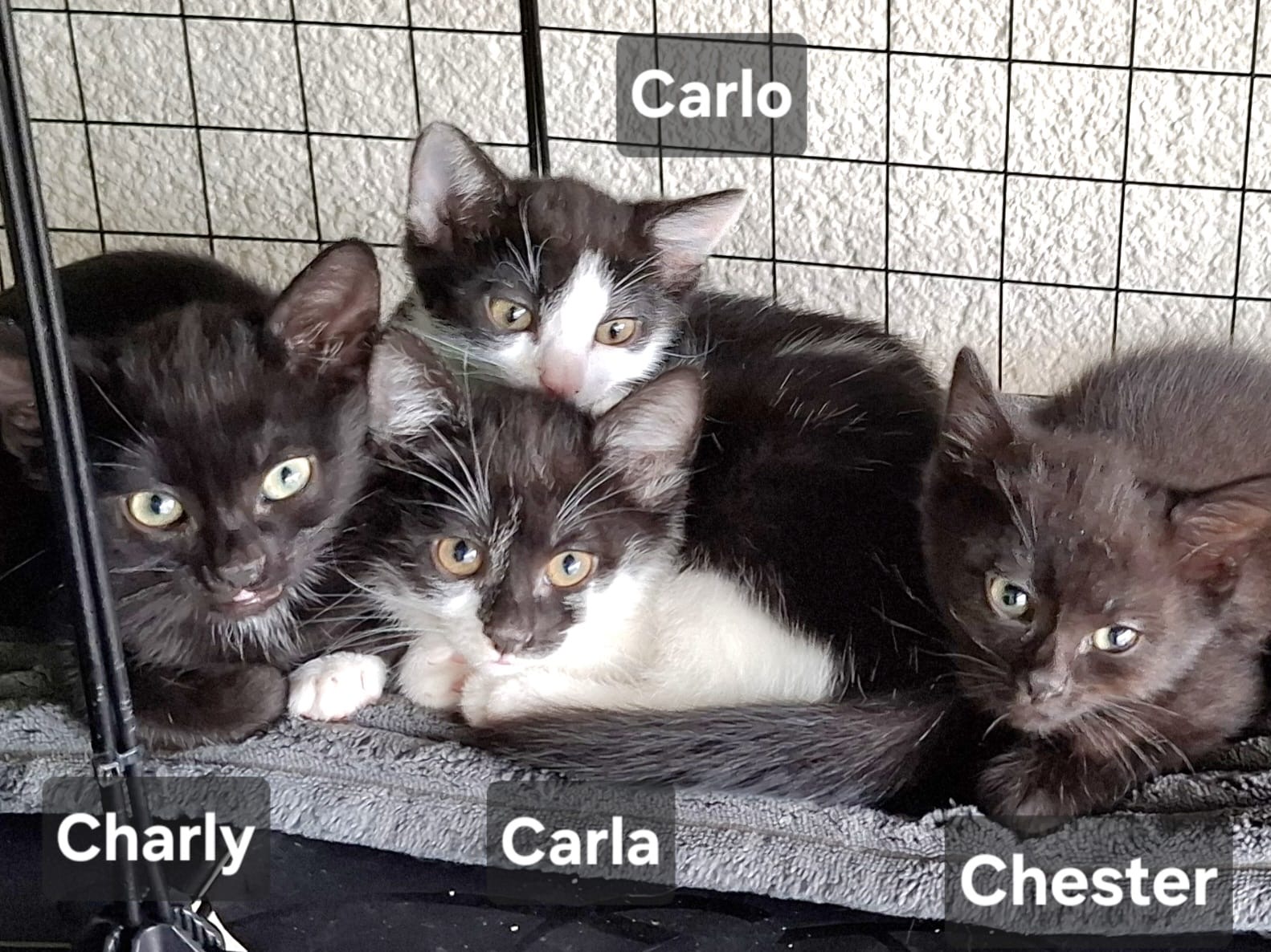 Chester, Carlo, Carla & Charly
