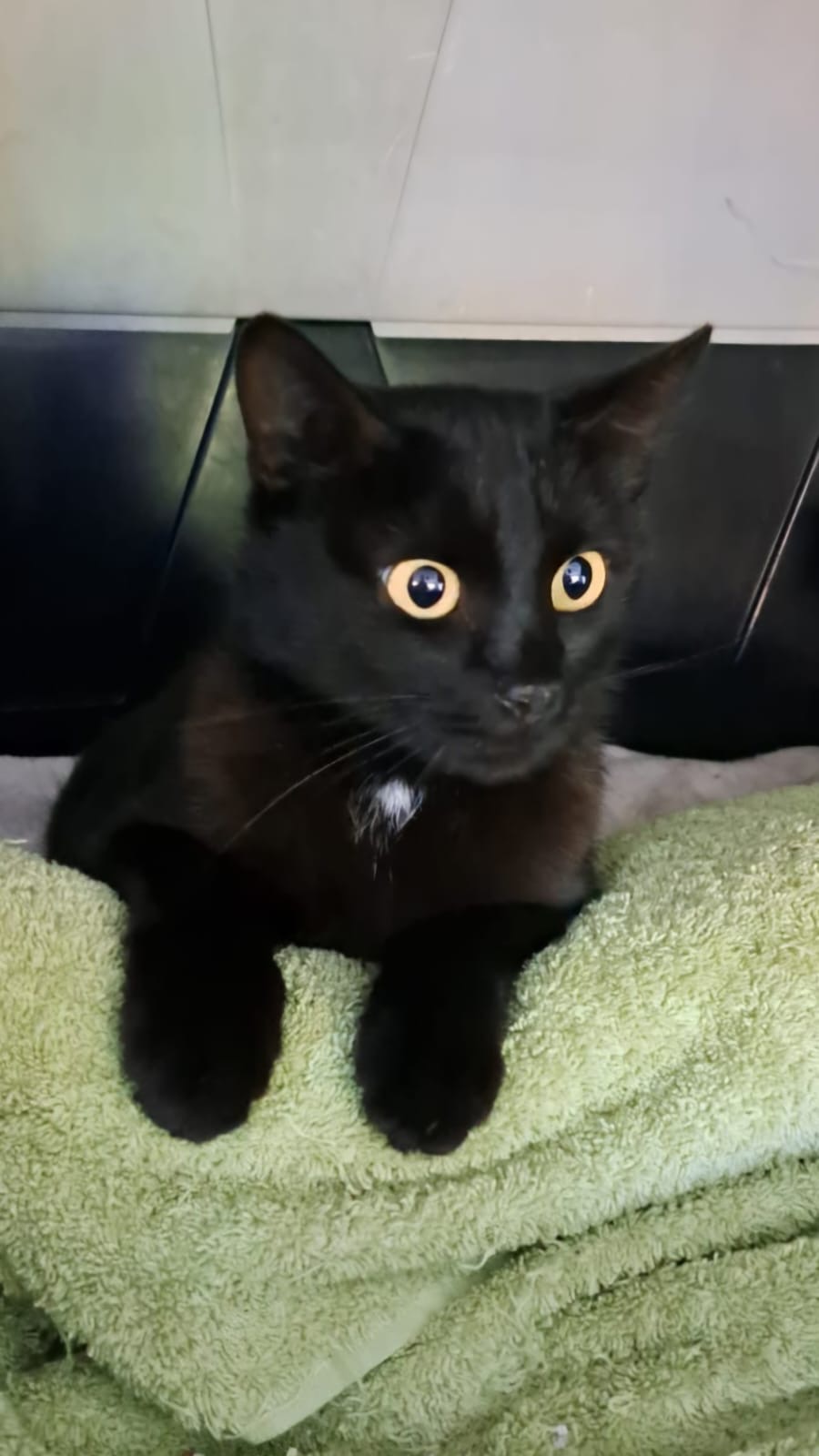Mama Coco