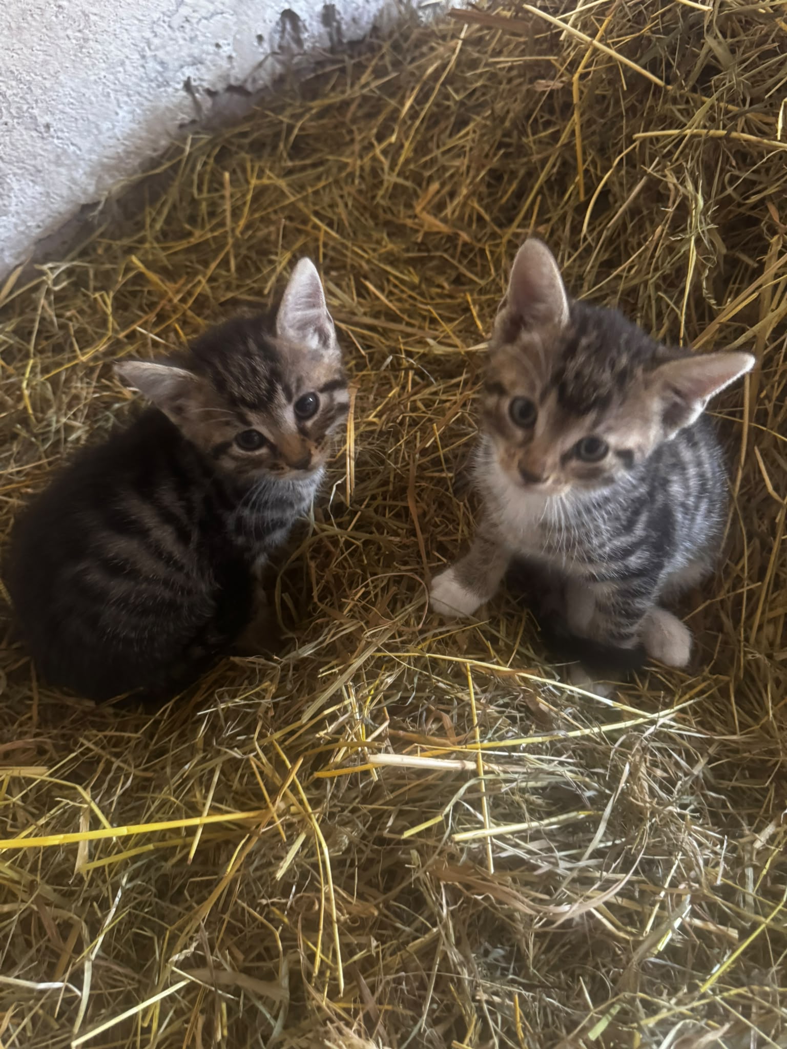 4 Kitten