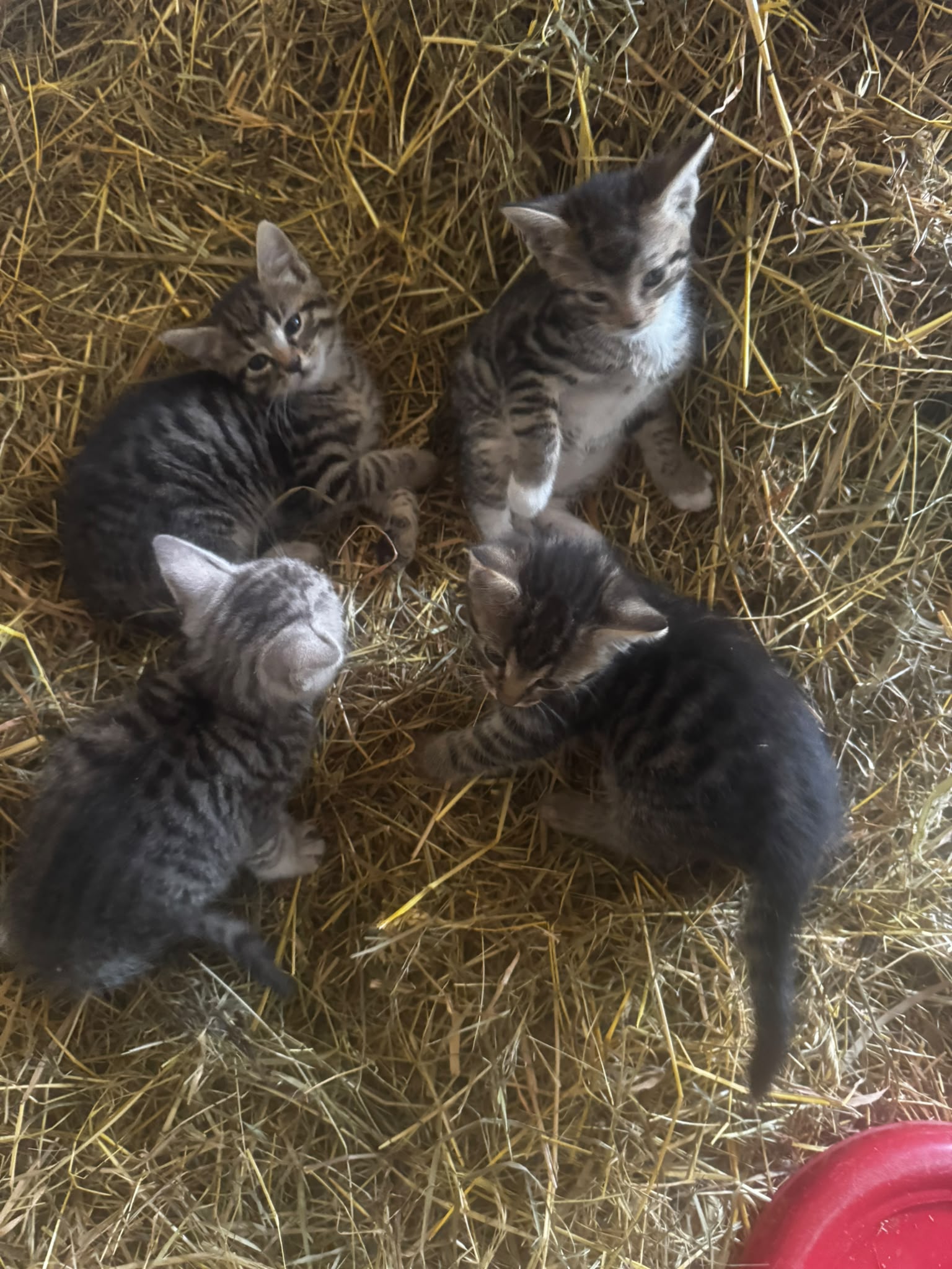 4 Kitten