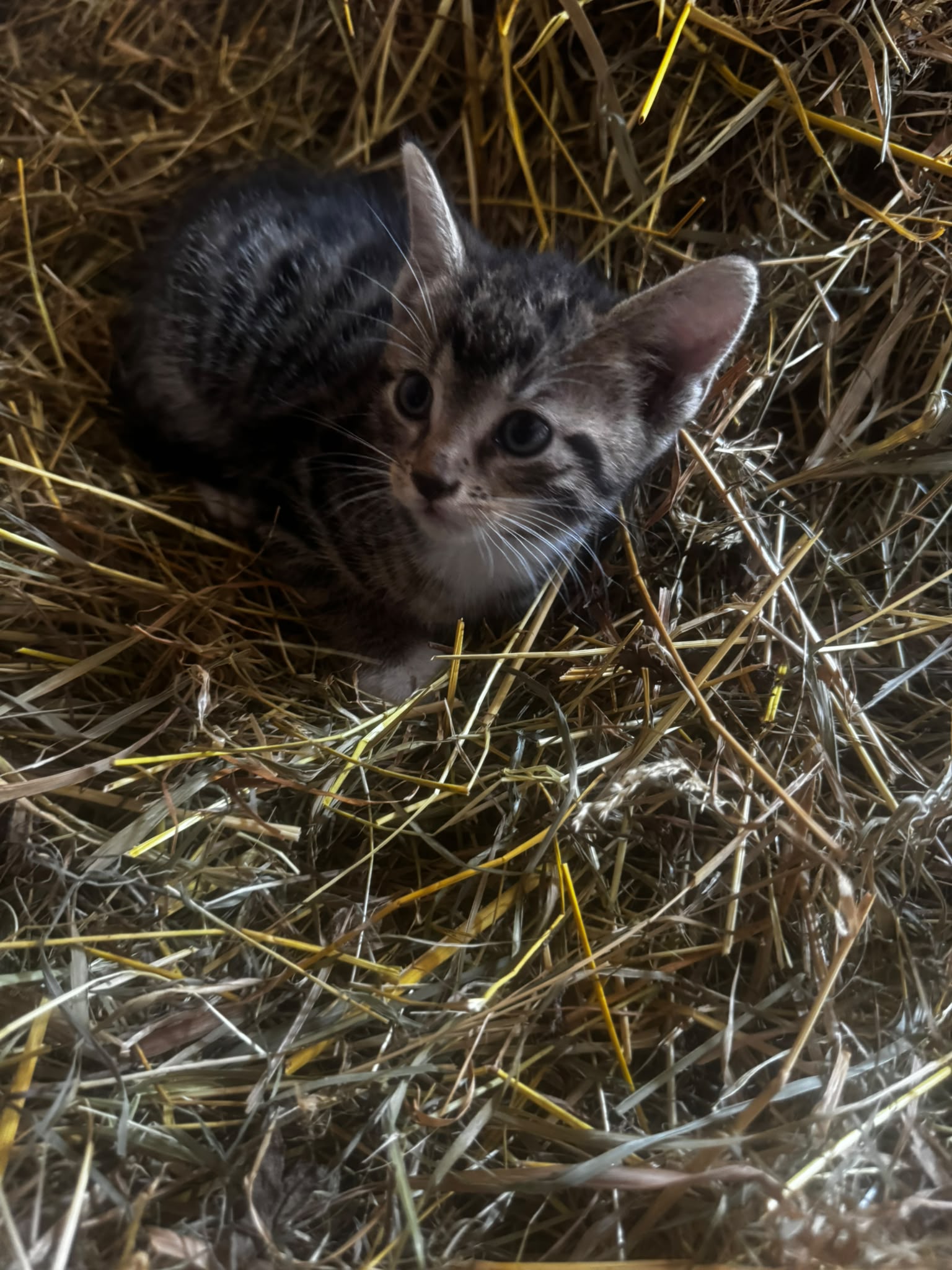 4 Kitten