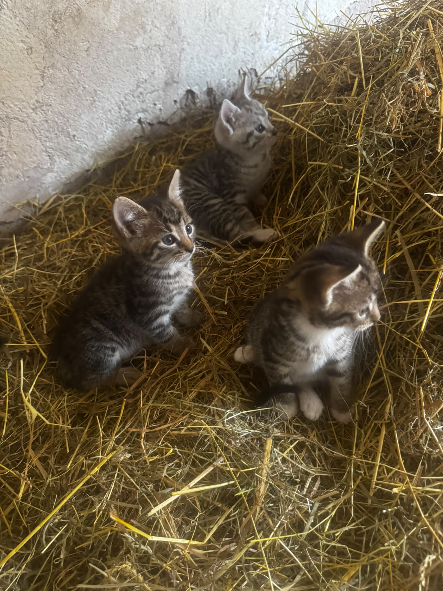 4 Kitten