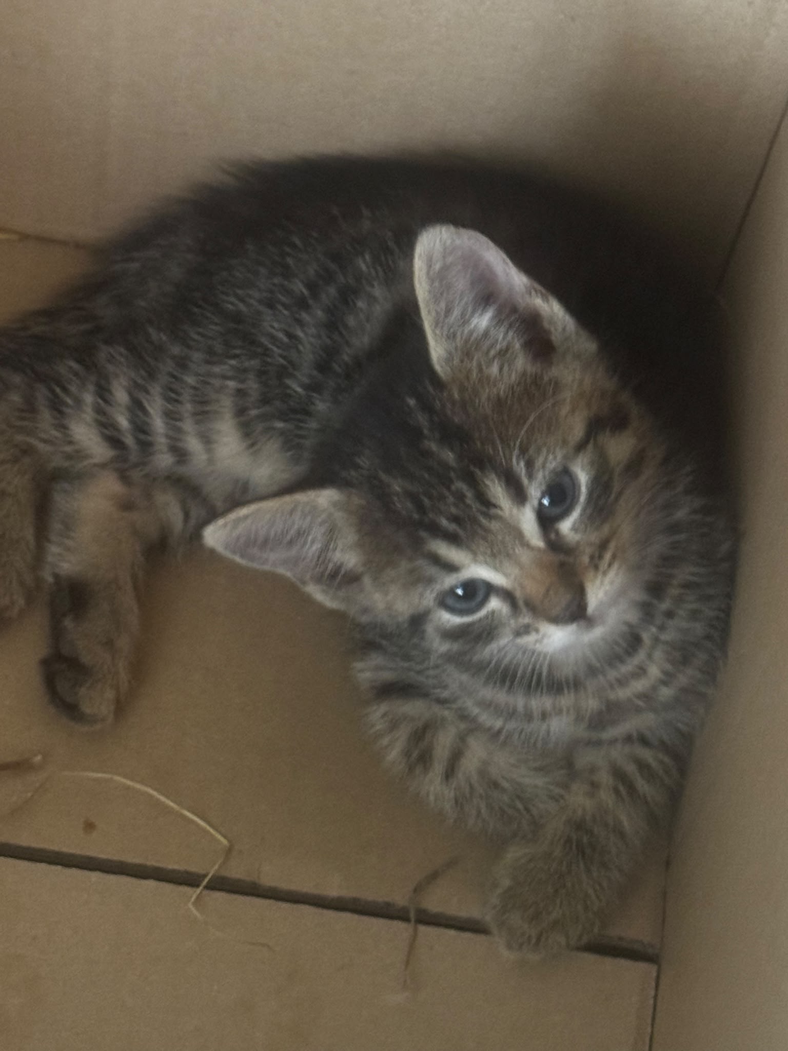 4 Kitten