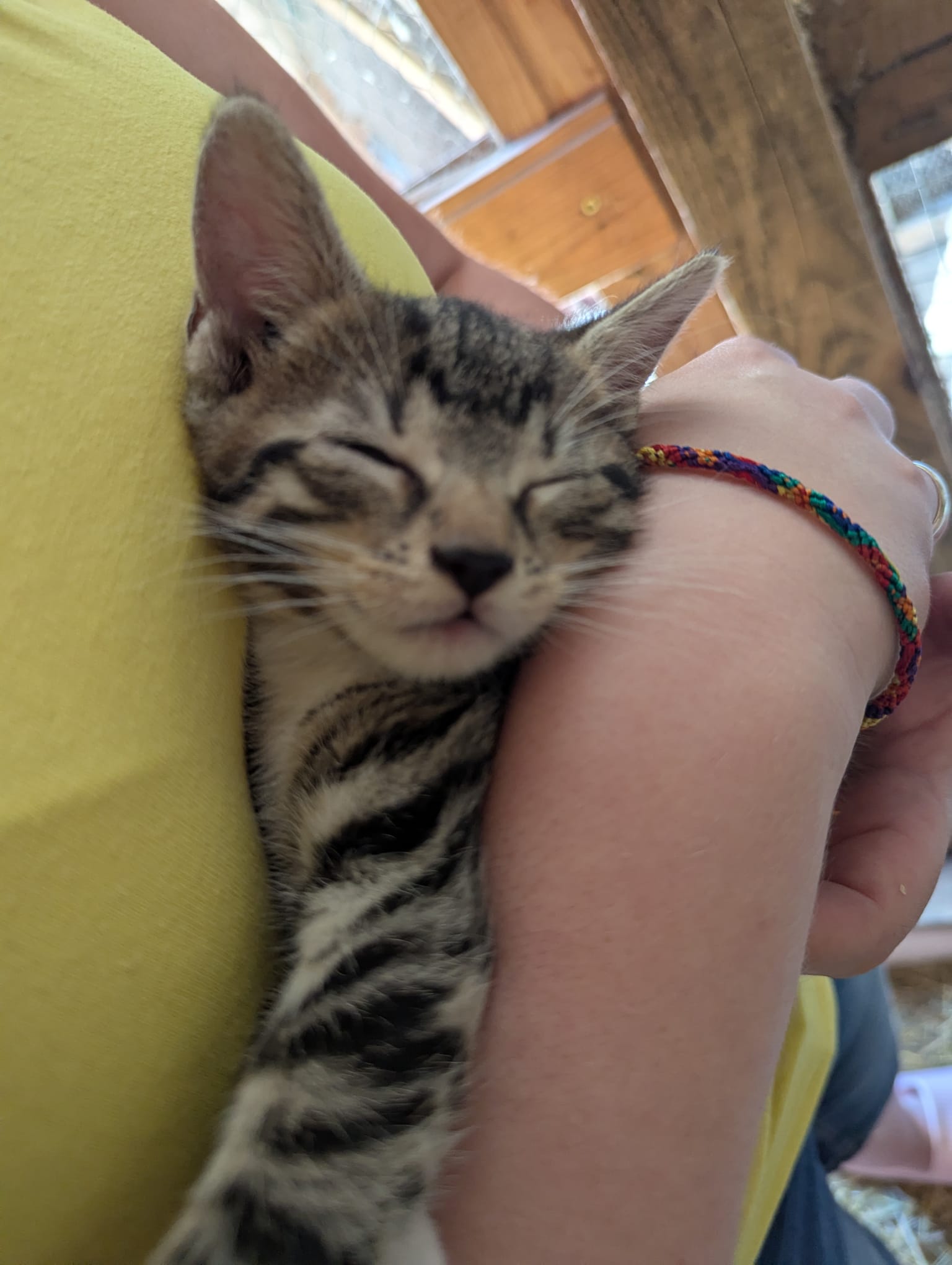 4 Kitten