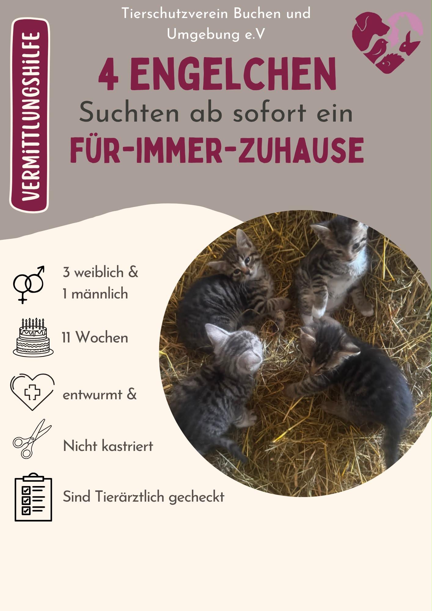 4 Kitten