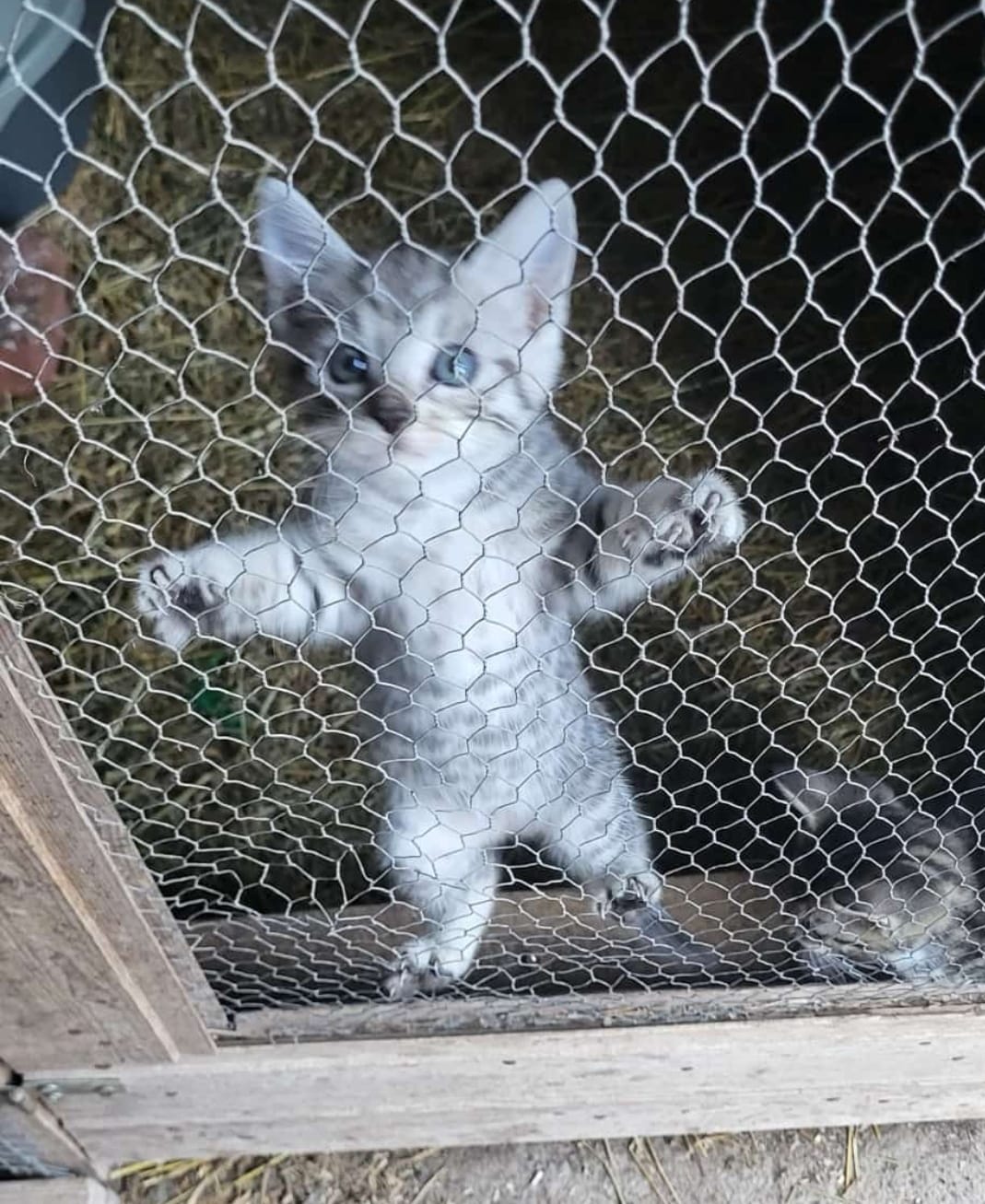 4 Kitten