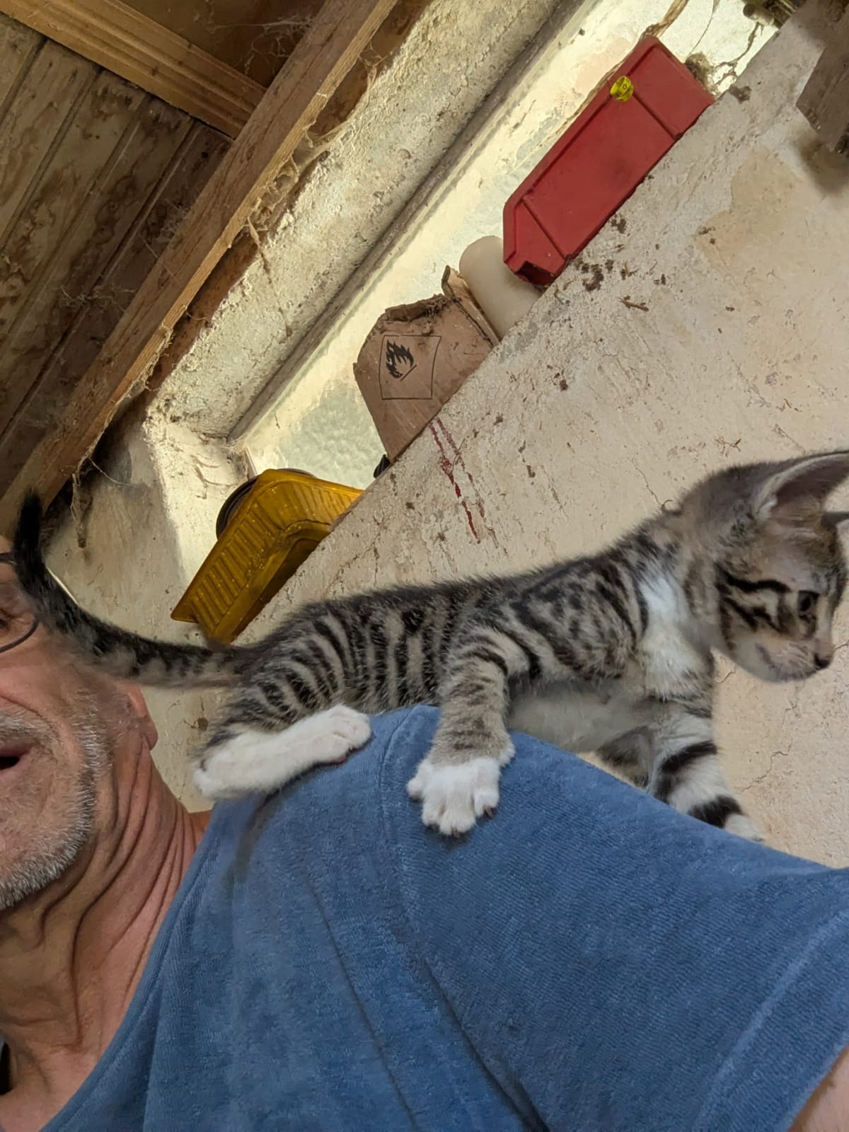 4 Kitten