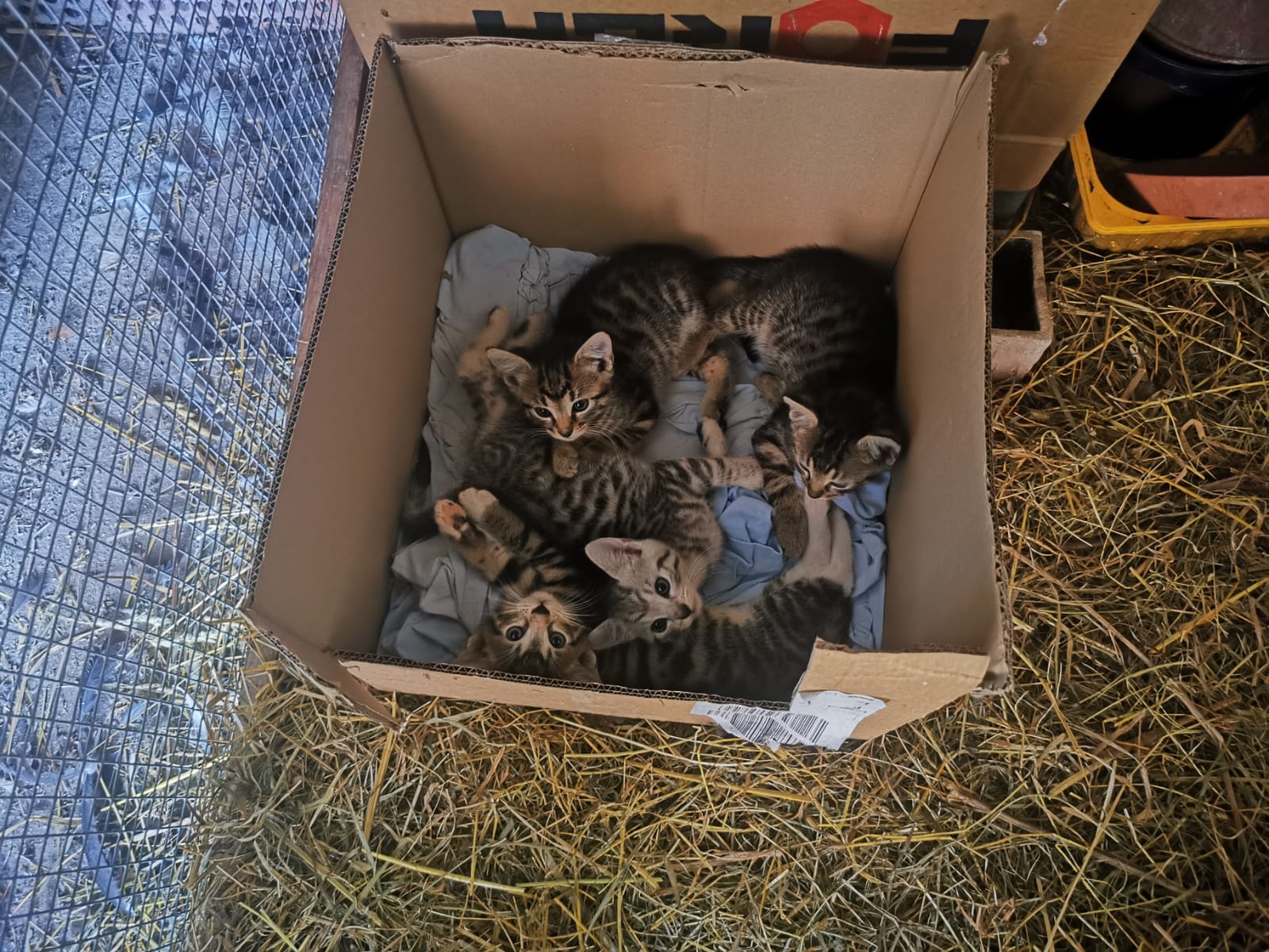 4 Kitten