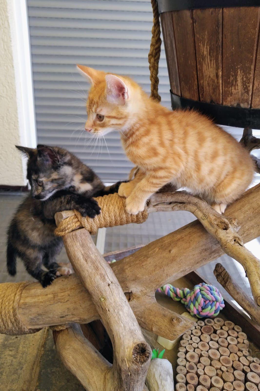 Loki & Peppa