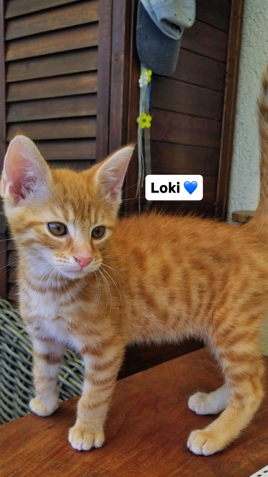 Loki & Peppa