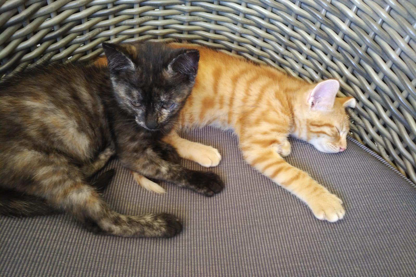 Loki & Peppa