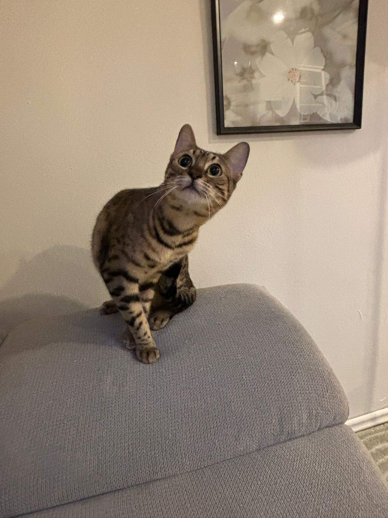 Maya