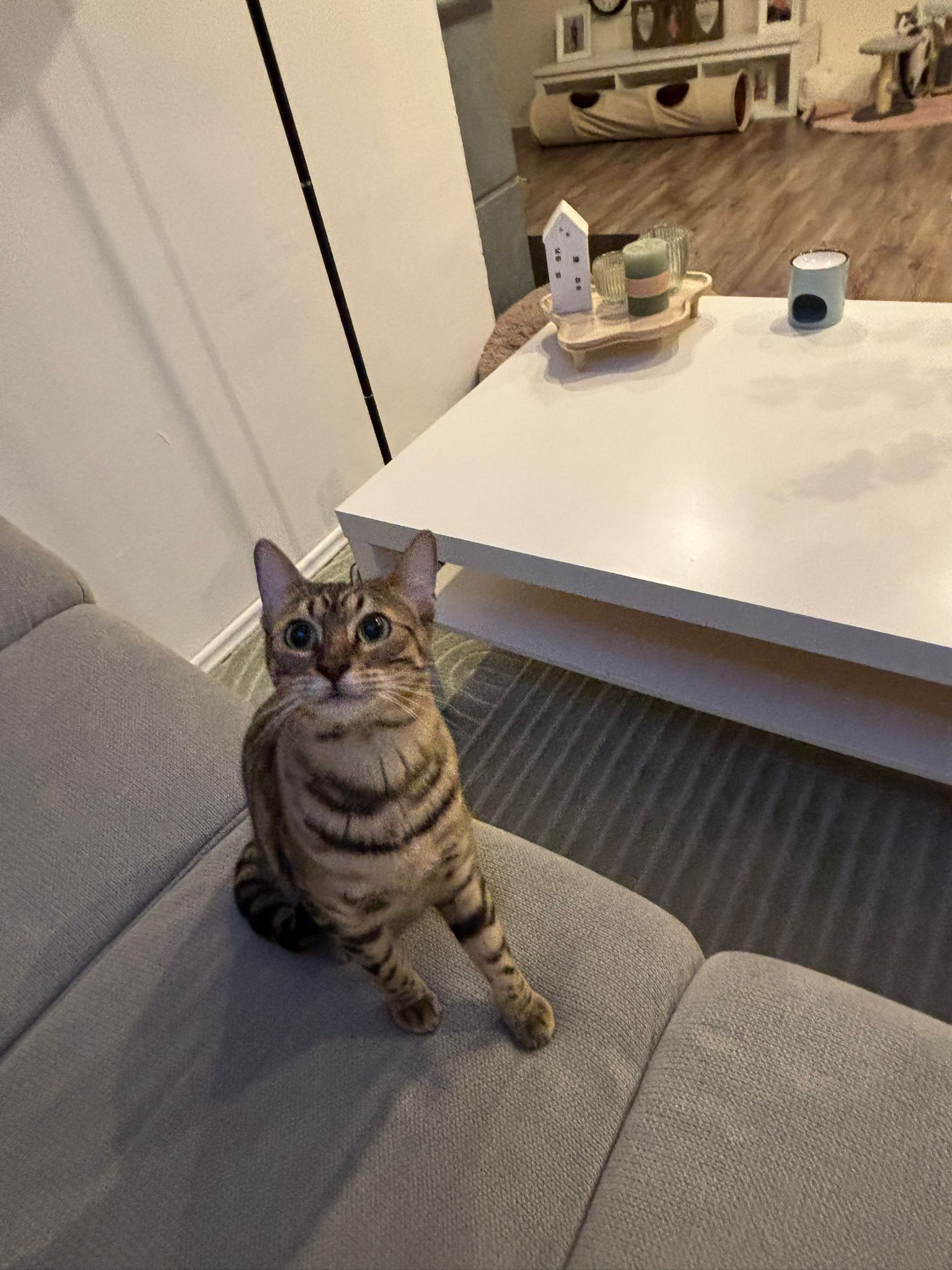 Maya