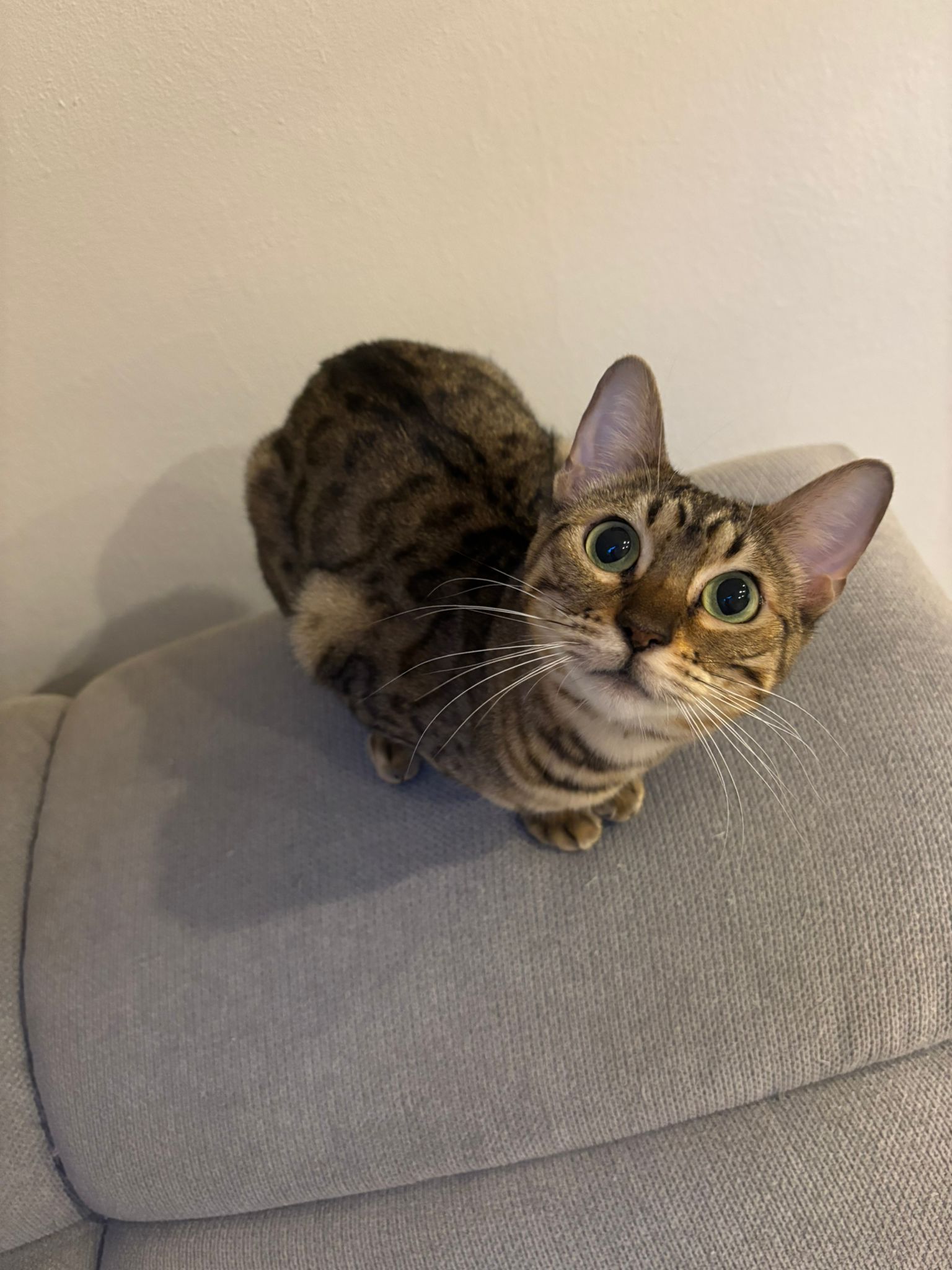 Maya