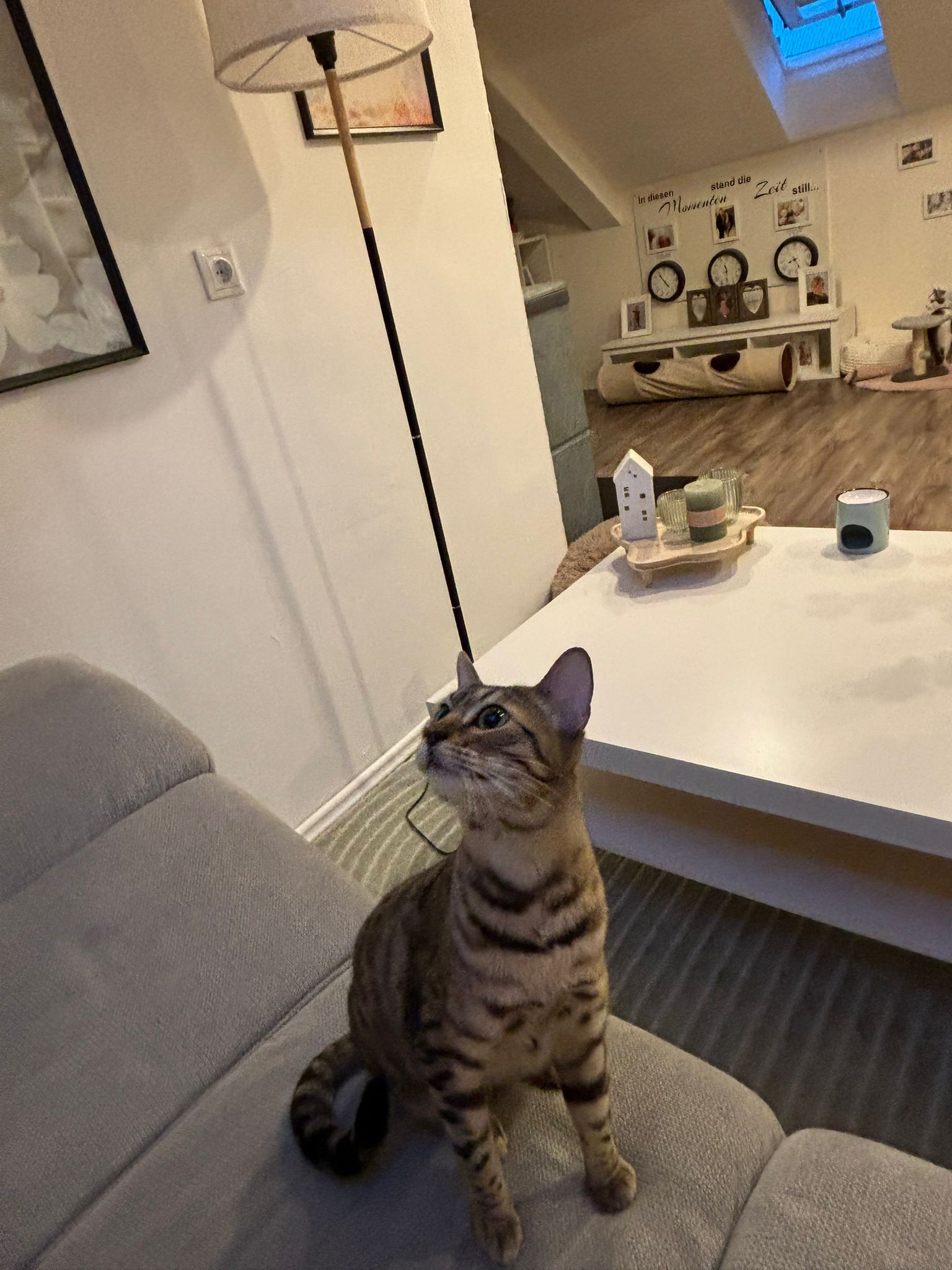 Maya