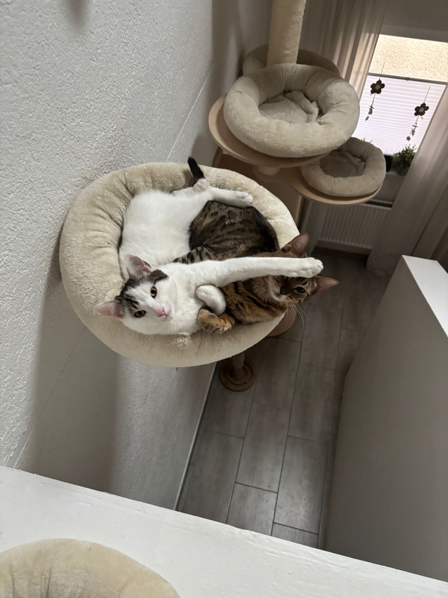 Maya