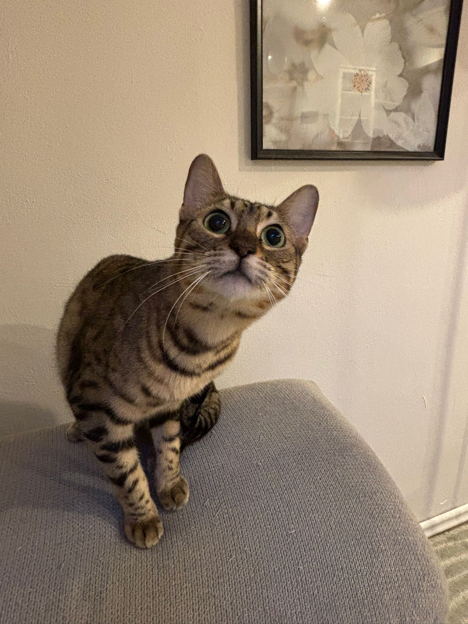 Maya