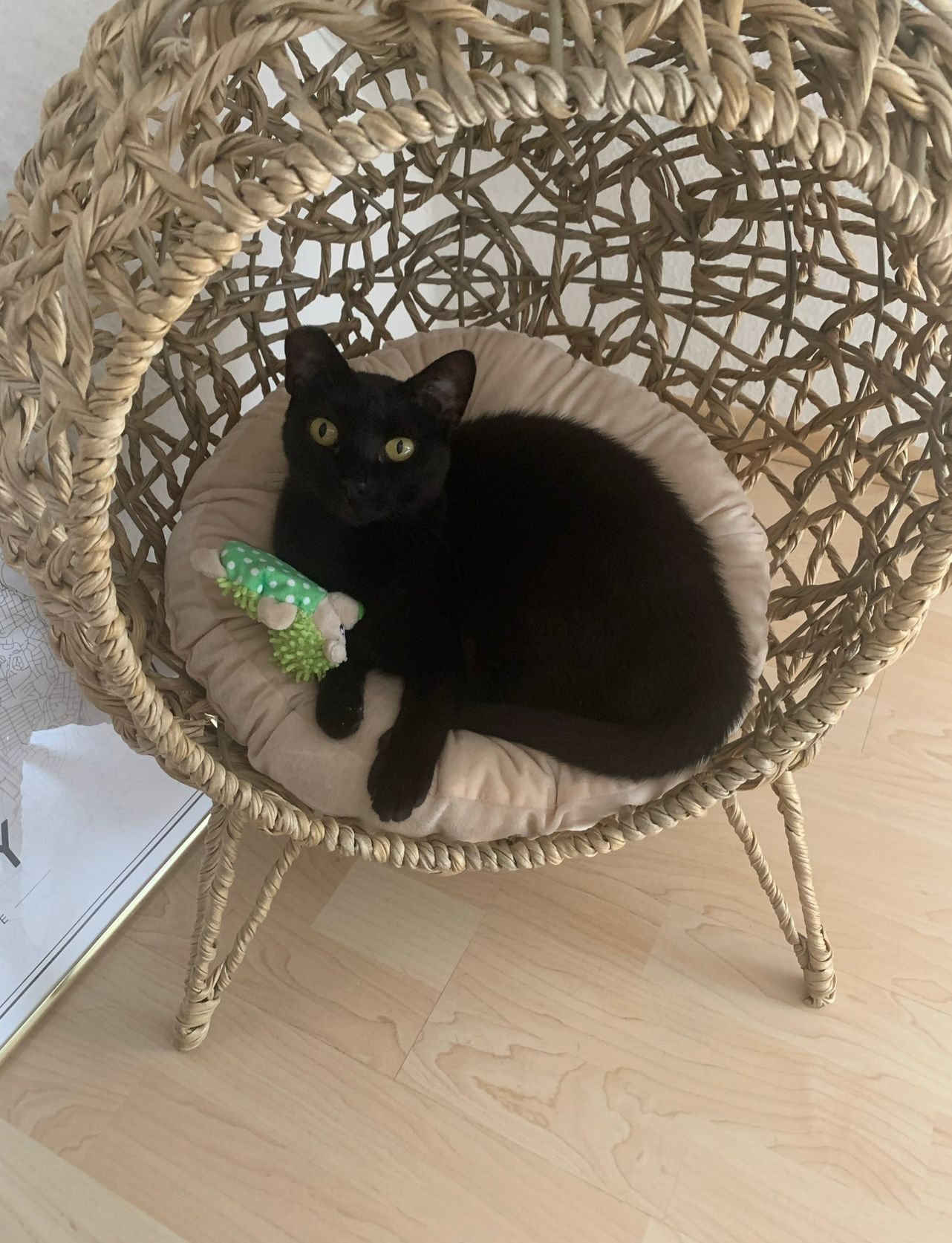 Pepper